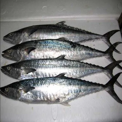 Seer Fish (King Fish) Export Quality Andhra Pradesh